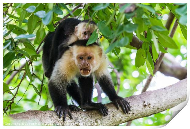 White faced capuchin protecting its baby Print by Jason Wells