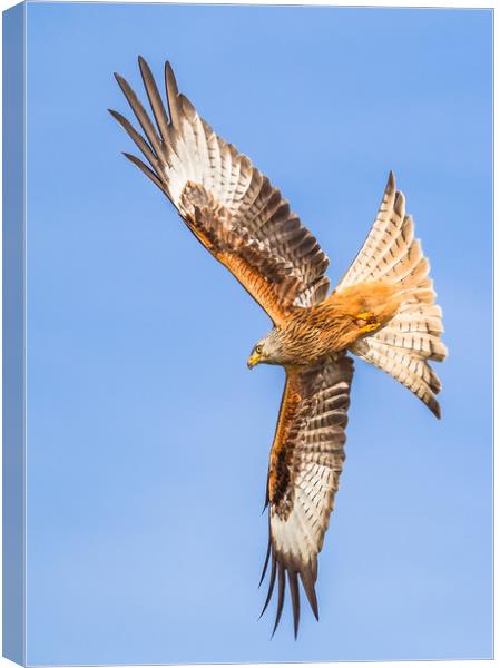 Spread your wings  Canvas Print by Philip Male