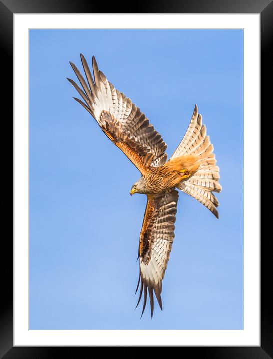 Spread your wings  Framed Mounted Print by Philip Male