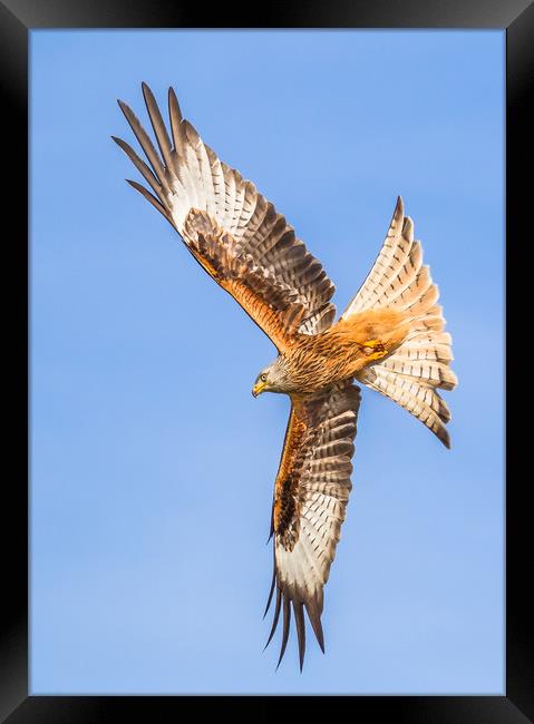 Spread your wings  Framed Print by Philip Male