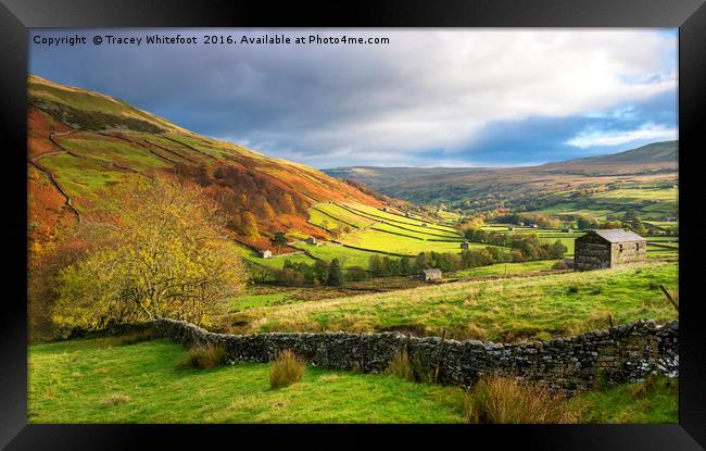 Autumn in Swaledale  Framed Print by Tracey Whitefoot