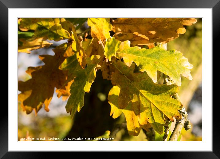 Autumnal Shades  Framed Mounted Print by Rob Hawkins
