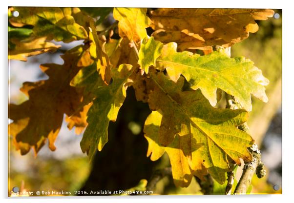 Autumnal Shades  Acrylic by Rob Hawkins