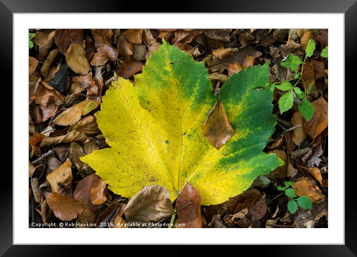 Maple Contrast  Framed Mounted Print by Rob Hawkins