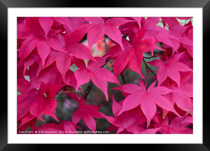 Autumn Reds  Framed Mounted Print by Rob Hawkins