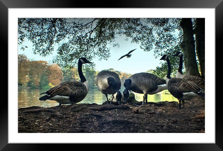 Geese Feeding  Framed Mounted Print by Jon Fixter