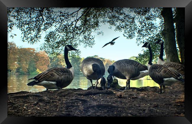 Geese Feeding  Framed Print by Jon Fixter