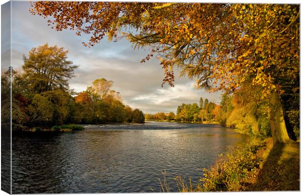 Autumn by the River Ness Canvas Print by Jacqi Elmslie