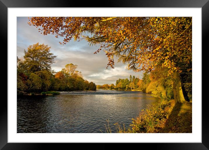 Autumn by the River Ness Framed Mounted Print by Jacqi Elmslie