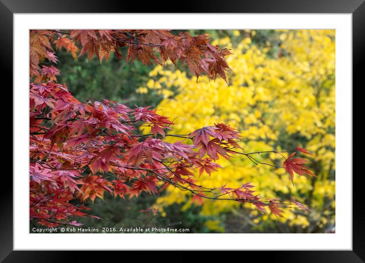 Maple Shades Framed Mounted Print by Rob Hawkins