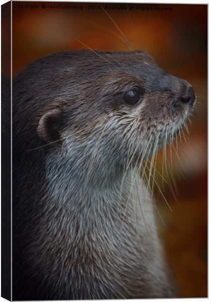 Otter Profile Canvas Print by rawshutterbug 