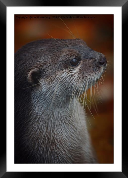 Otter Profile Framed Mounted Print by rawshutterbug 