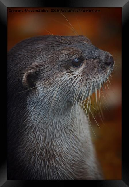 Otter Profile Framed Print by rawshutterbug 