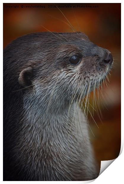 Otter Profile Print by rawshutterbug 