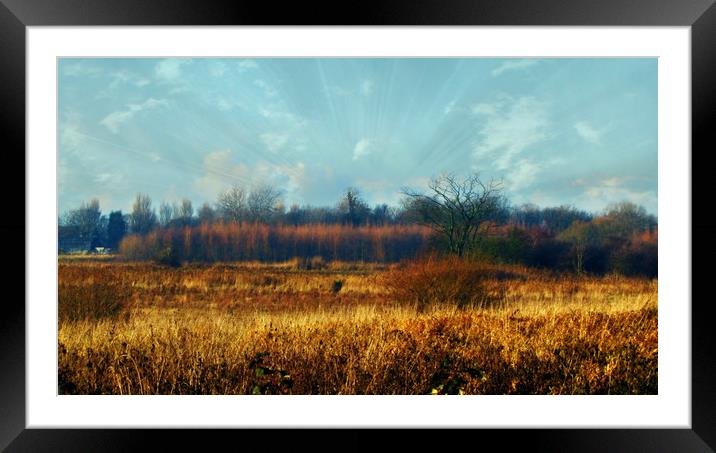 golden field Framed Mounted Print by sue davies