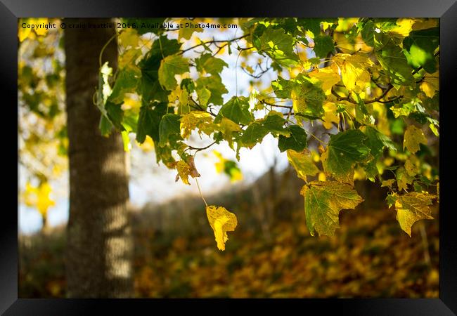 Autumnal Leaves Framed Print by craig beattie