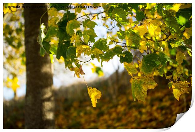 Autumnal Leaves Print by craig beattie