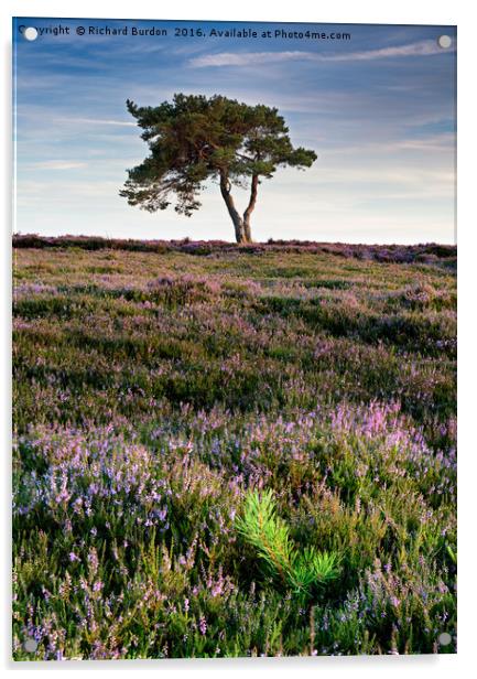 The Lone Tree on Egton Moor Acrylic by Richard Burdon
