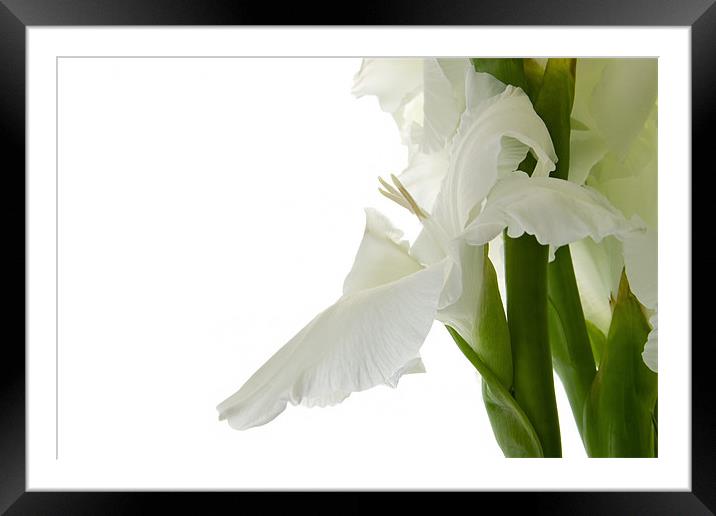 White Gladiolus Framed Mounted Print by Ann Garrett