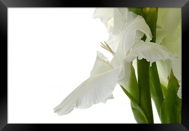 White Gladiolus Framed Print by Ann Garrett