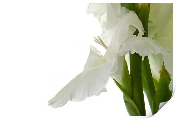 White Gladiolus Print by Ann Garrett