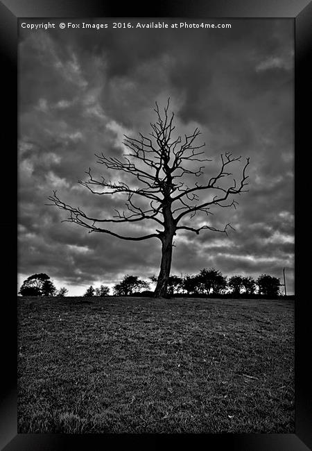 tree in the countryside Framed Print by Derrick Fox Lomax