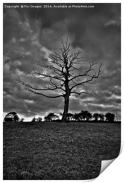 tree in the countryside Print by Derrick Fox Lomax
