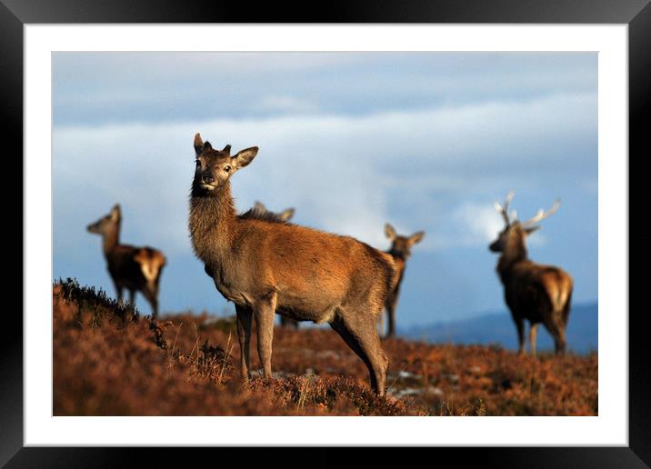 Red Deer Framed Mounted Print by Macrae Images