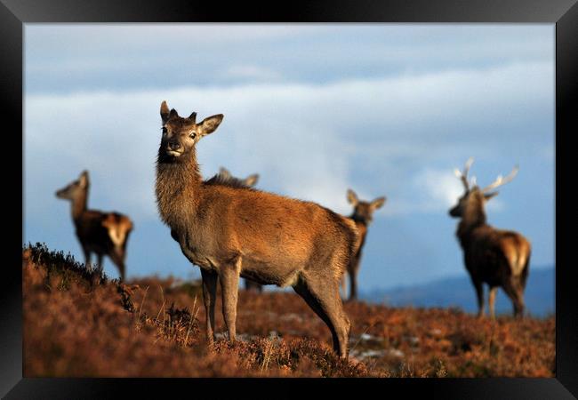 Red Deer Framed Print by Macrae Images