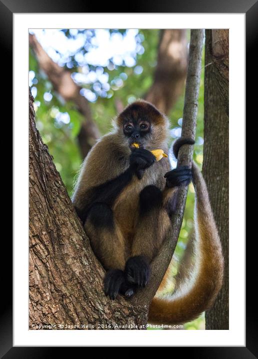 Spider monkey snacking Framed Mounted Print by Jason Wells