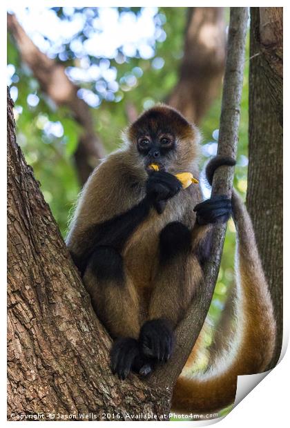 Spider monkey snacking Print by Jason Wells