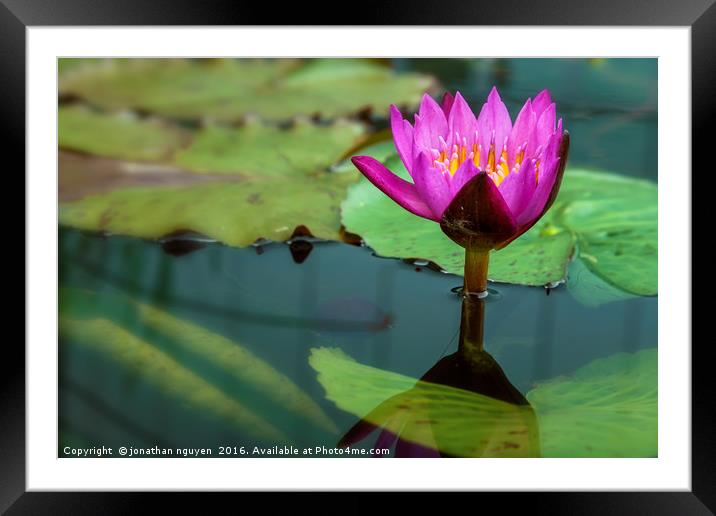 Waterlily Framed Mounted Print by jonathan nguyen