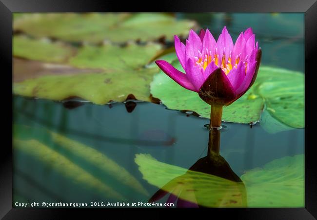 Waterlily Framed Print by jonathan nguyen