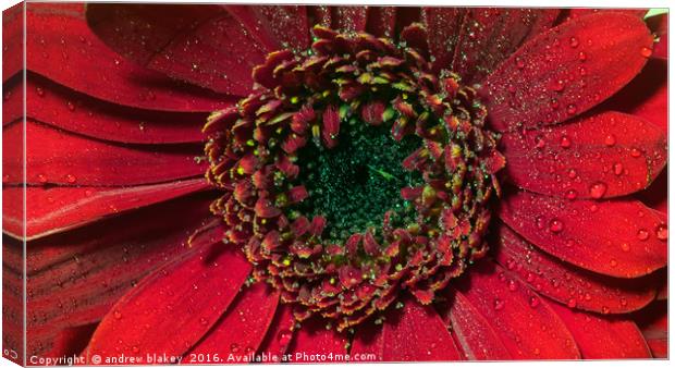 Radiant Red Gerbera Canvas Print by andrew blakey