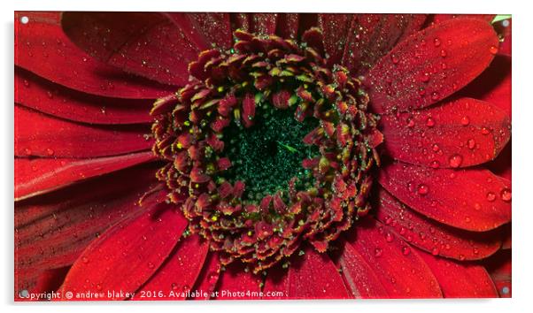 Radiant Red Gerbera Acrylic by andrew blakey