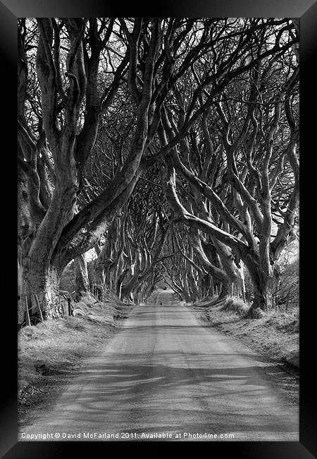Dark Hedges, County Antrim Framed Print by David McFarland