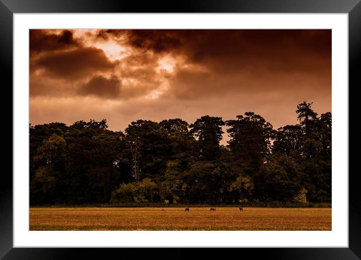 Wild deer herd standing on plains in a cloudy fall Framed Mounted Print by André Jorge