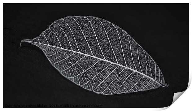 Leaf Skeleton Print by andrew blakey