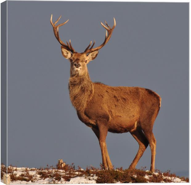  Royal Stag Canvas Print by Macrae Images