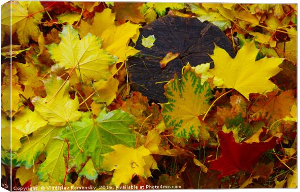Overhead view on fallen autumn leaves of maple Canvas Print by Vladislav Romensky