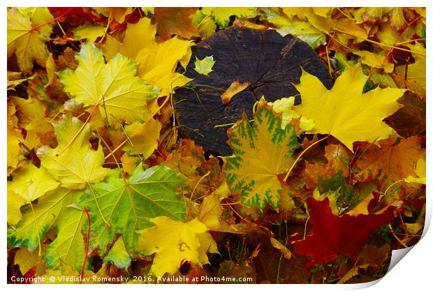 Overhead view on fallen autumn leaves of maple Print by Vladislav Romensky