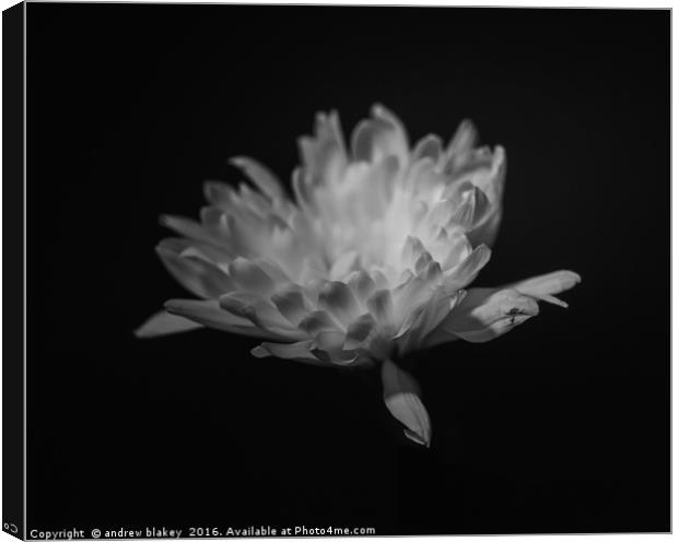 chrysanthemum Canvas Print by andrew blakey