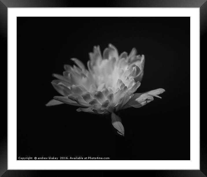 chrysanthemum Framed Mounted Print by andrew blakey