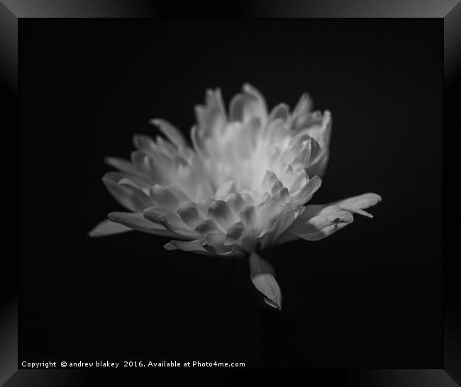 chrysanthemum Framed Print by andrew blakey
