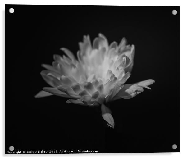 chrysanthemum Acrylic by andrew blakey