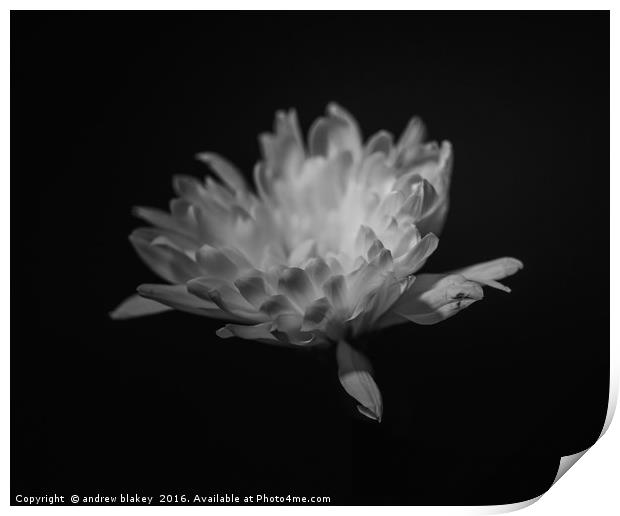 chrysanthemum Print by andrew blakey