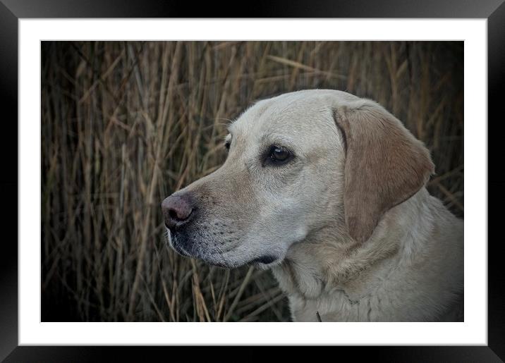 Six Year Old Golden Labrador                       Framed Mounted Print by Sue Bottomley