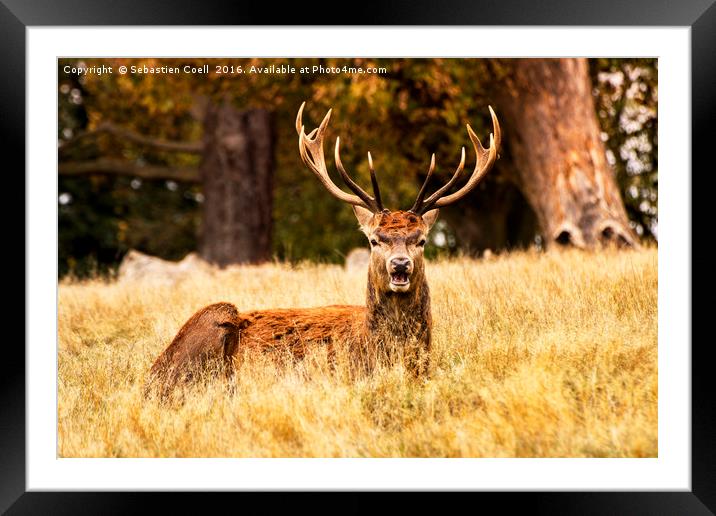 Richmond stags Framed Mounted Print by Sebastien Coell