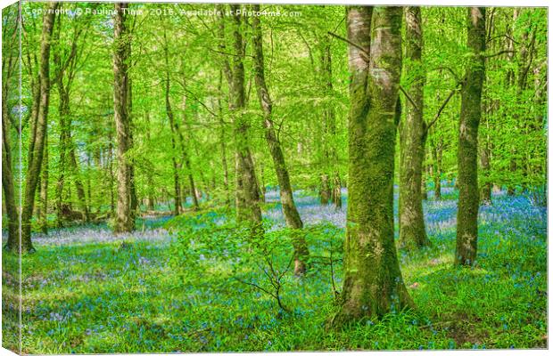 Bluebell Wood near Carrick on Shannon , Ireland Canvas Print by Pauline Tims
