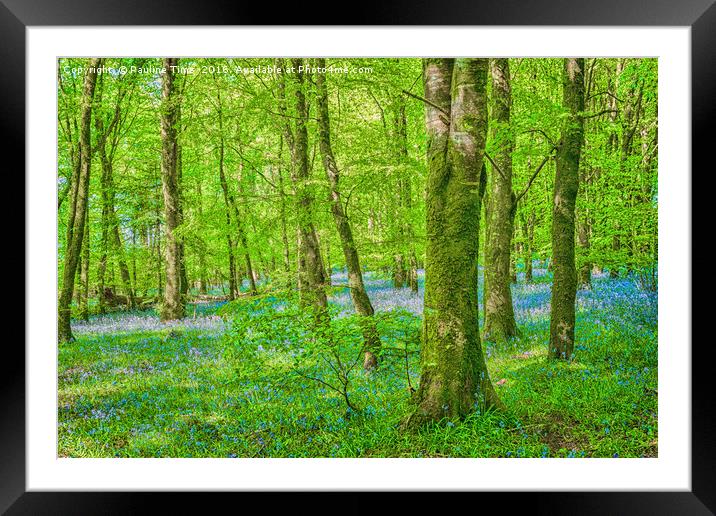 Bluebell Wood near Carrick on Shannon , Ireland Framed Mounted Print by Pauline Tims